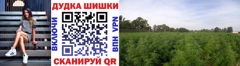 Бошки Шишки сатива  Буй 